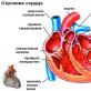Влияние Анальгина на сердце – польза и вред